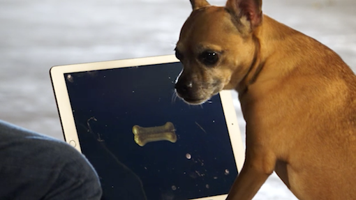 Dogs-React-To-iPad-Magic-Simon-Pierro.png